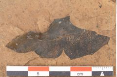 Foto (Detailsansicht) von Quercus palaeoilex Ettingshausen (NHMW-GEO-2024-0188-0919)